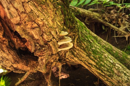 There's a fungus in Wild River State Park